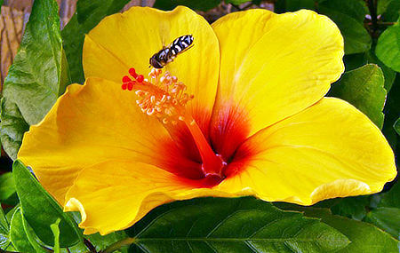 Bee-Flower